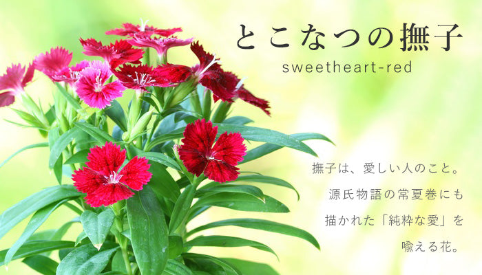 SMART MOVE! Smart Key Case Wallet Tokonano Nadeshiko (Red) Shrink Cowhide Leather [MV0010] Holds 2 Smart Keys Rakukei Kobo 